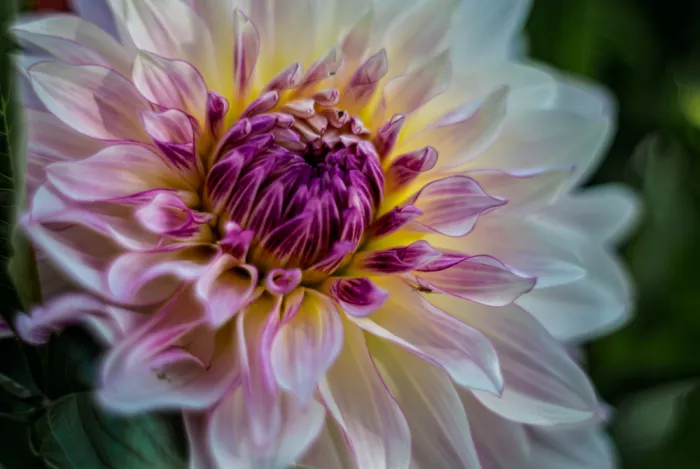 Louwen, Fred: Un dahlia