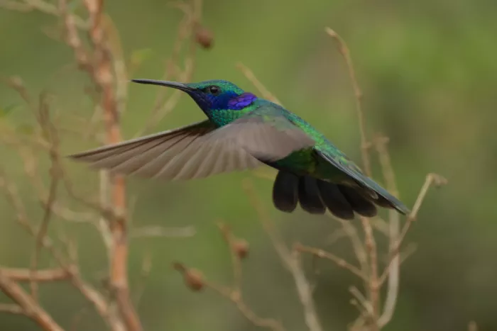 Yu, Tony: Violetear in flight