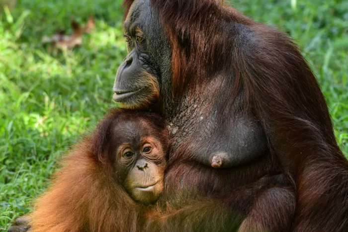 Siegel, S. Jerome: Orangutans,Mother and Baby