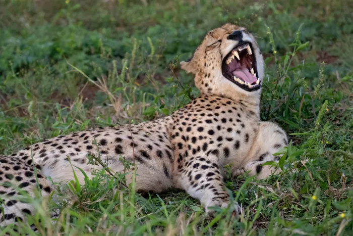 Pozzi, Marco: Grrrr