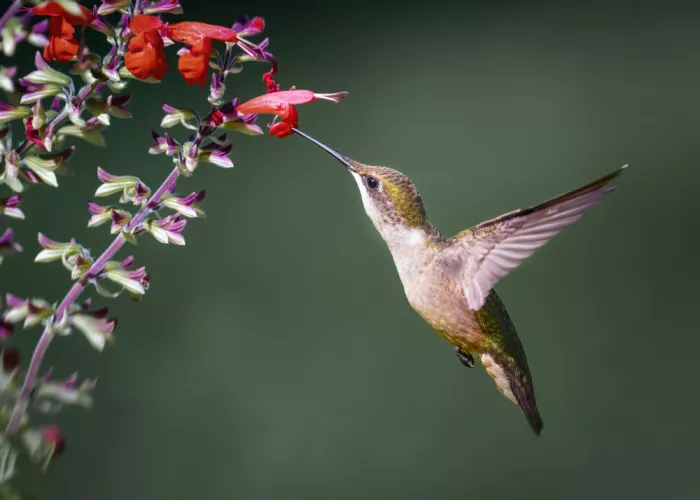 Chen, Li: Hummingbird