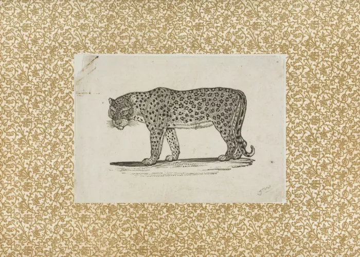 Concept, Art The: Vintage Leopard