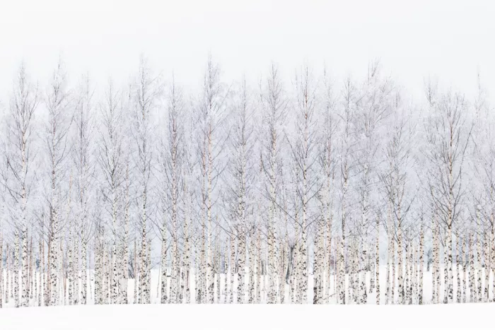 EMELIEmaria: Abedules de invierno