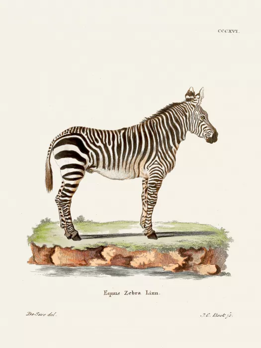 Daniel, Christian Johann: Zebra From Die Säugthiere (1778 1855) By Johann Christian Daniel Von Schreber.