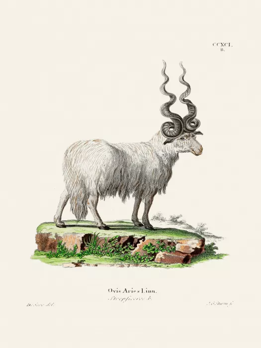 Daniel, Christian Johann: Ovis Aries od Johanna Andreáse Wagenera a Johanna Christiana Daniela von Schrebera