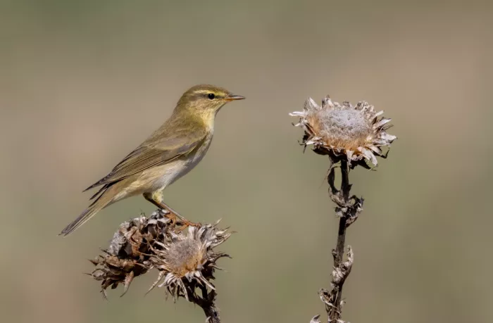 Procaccia, Itamar: Willow Warbler and Thorns