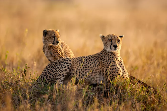 W, Joanna: Kleine Augen, Große Welt - Dämmerung in der Serengeti