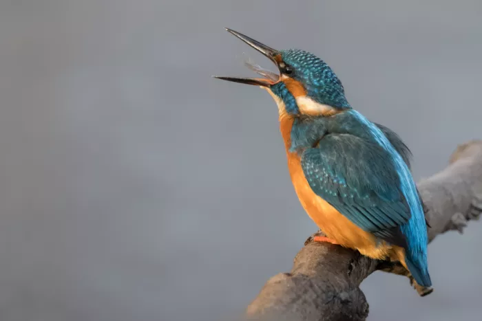Haenen, Jeke: Kingfisher