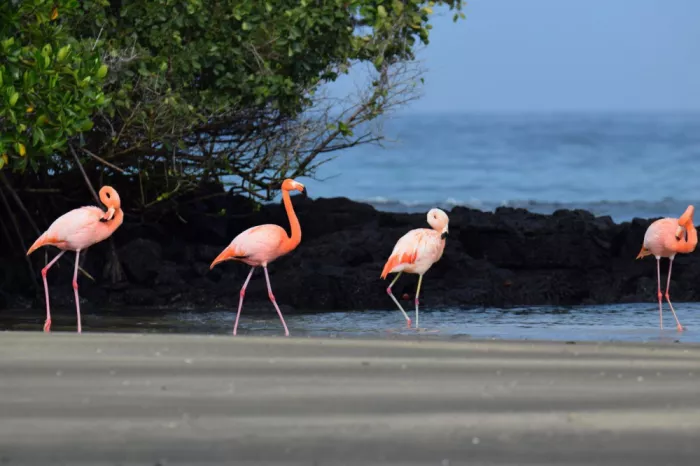 GuruShots: Flamingo Stroll