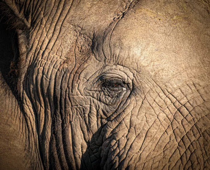 B, Sophie: The eye of an elephant