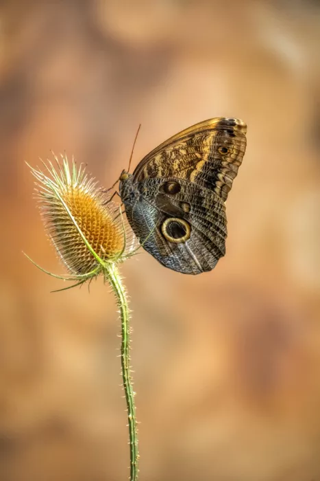 Haaksma, Piet: Caligo martia