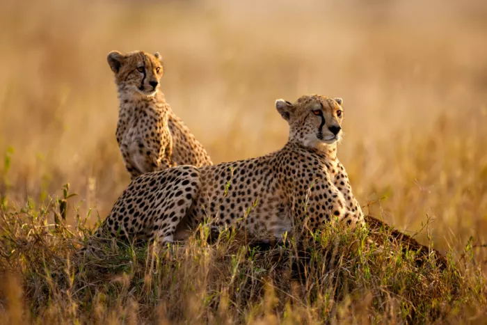 W, Joanna: Goldene Wacht - Dämmerung in der Serengeti