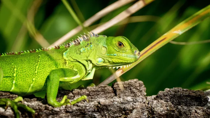 Hanson, Mitchell: Sguardo di Iguana