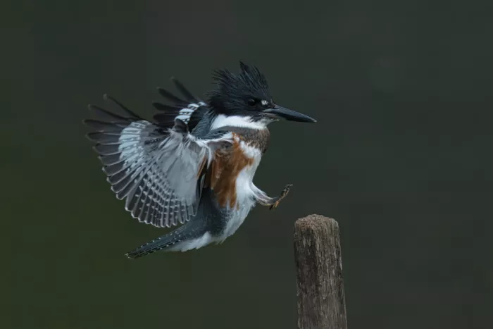 Lam, Gavin: Ledňáček paličák