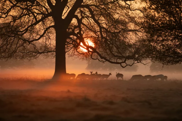fotorax, Jevric Radojica: Golden Serenity