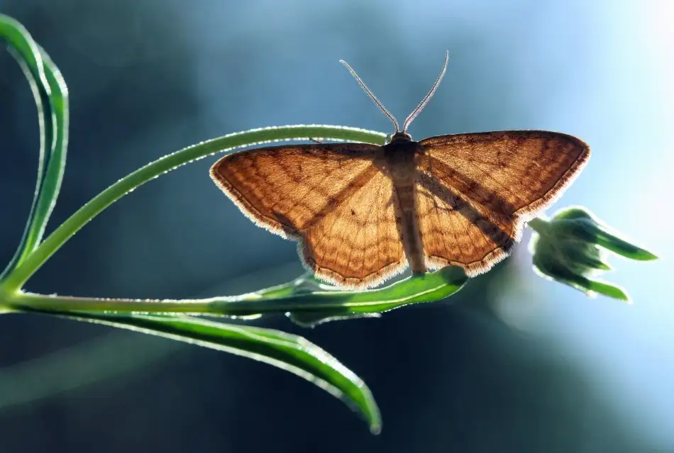 Hoffman, Jimmy: Geometer moth