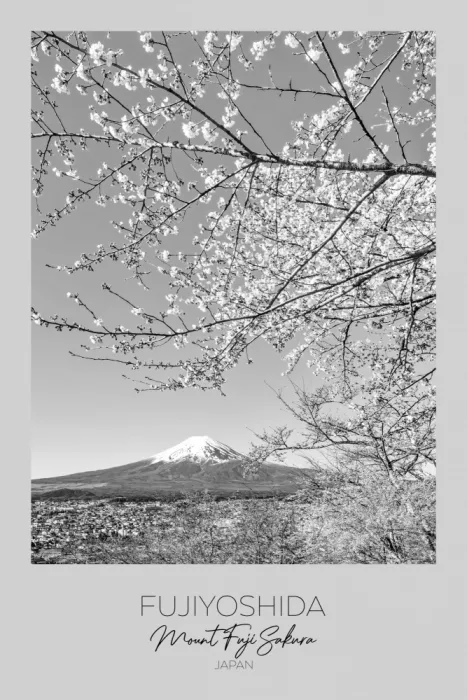 Viola, Melanie: A fuoco: Vista del Monte Fuji con fiori di ciliegio