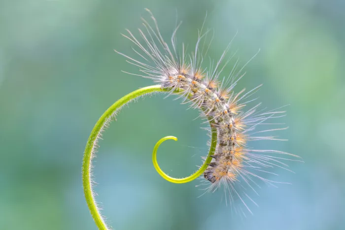 Chiodini, Massimo: Haarige Spirale