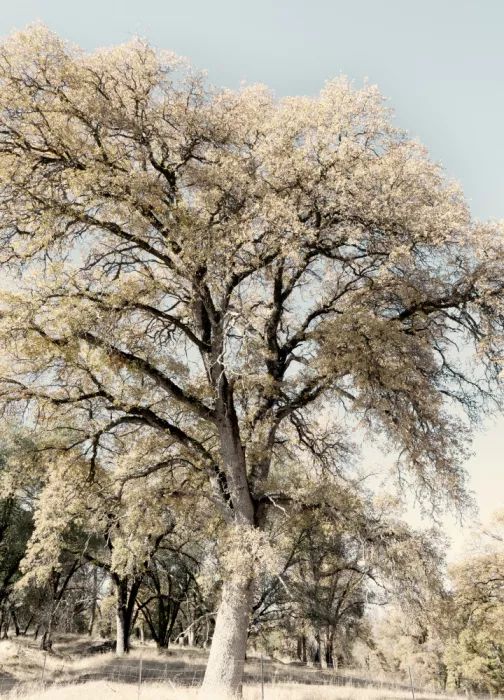Bardot, Gemma: Quercia II