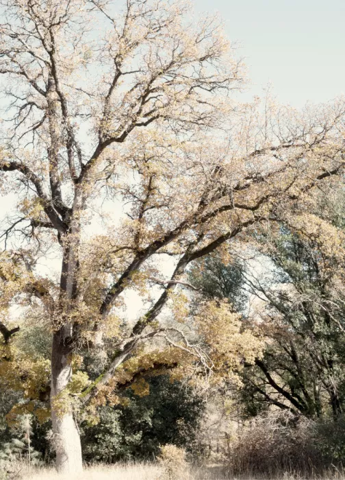 Bardot, Gemma: Oak Tree I