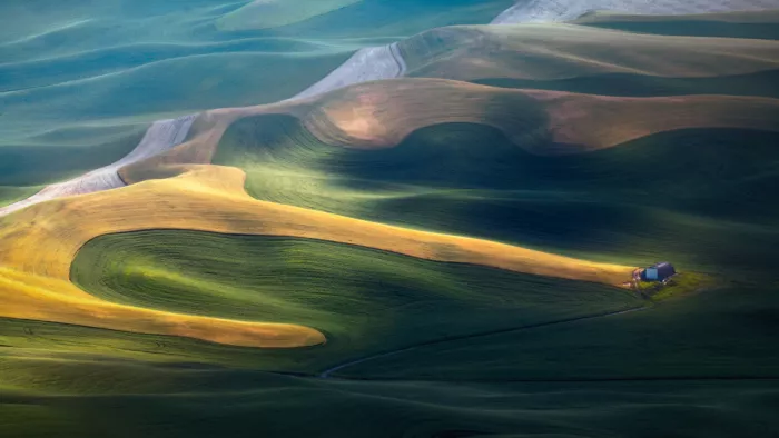 Ying, Li: Campo di grano