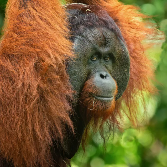 Duwenkamp, Christoph: Male Orang-Utan