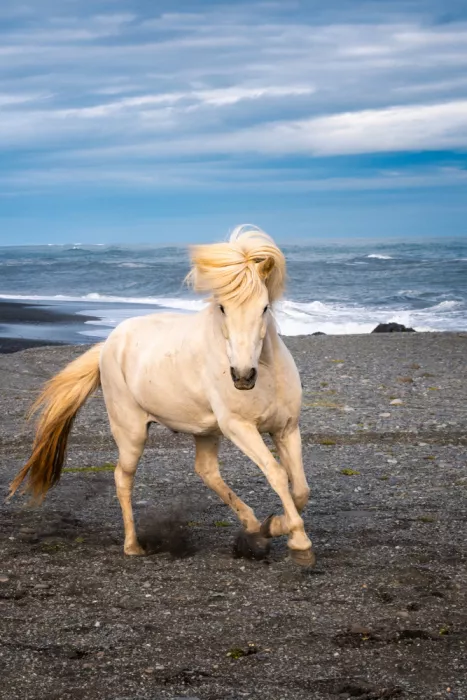 Murphy, Benton: Icelandic Horse