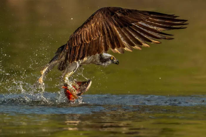Wang, Victor: Balbuzard pêcheur attrapant un saumon kokanee