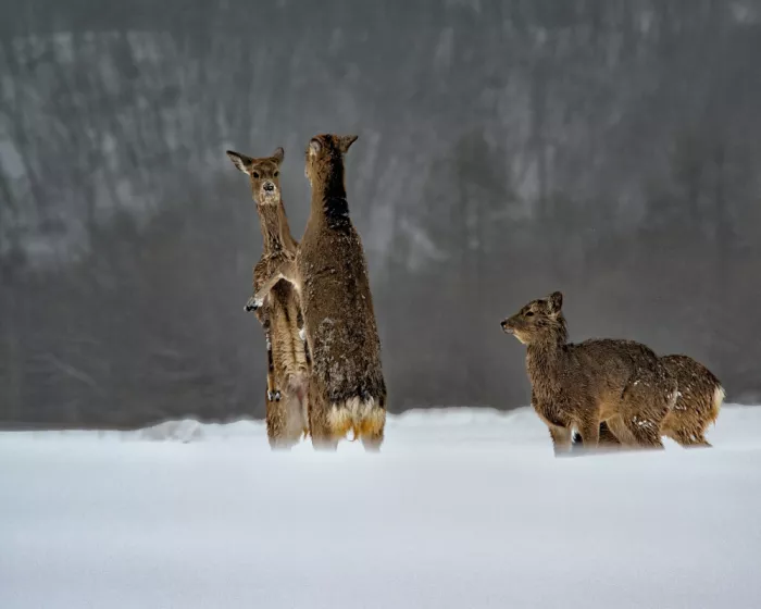 Golani, Aharon: Mating season