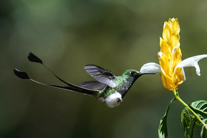 Qin, Xuemei: Booted racket-tail hummingbird