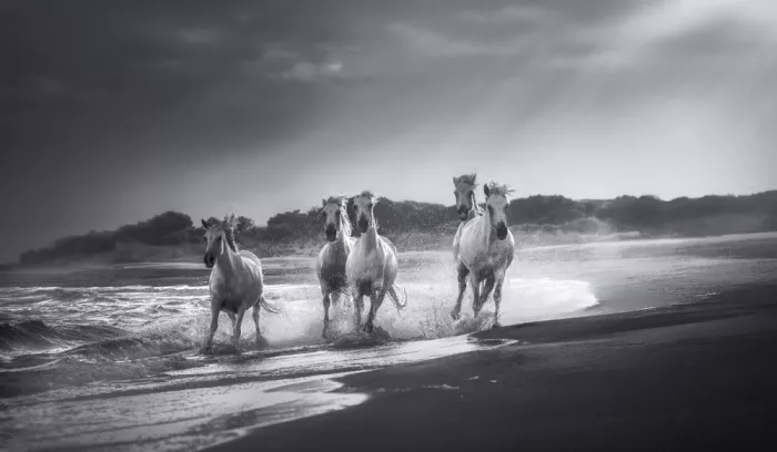 Joanaduenas: Galloping in the sea A730589