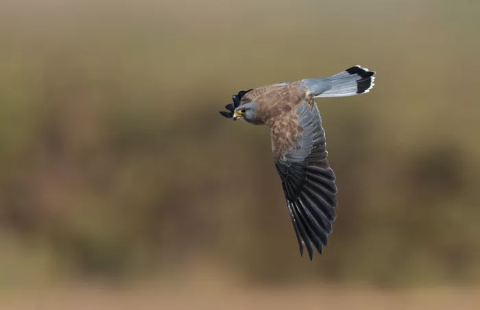 Tadmor, Carmel: Lesser Kestrel flight