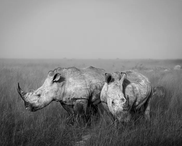 B, Sophie: Rhinoceroses