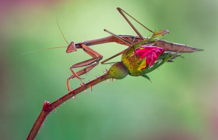 Saluja, Atul: Guardián del jardín