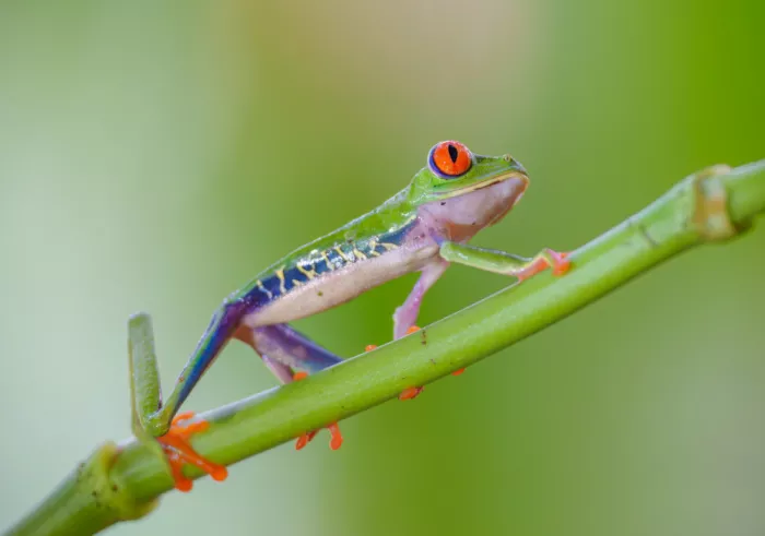 He, Mike: Tree Frog