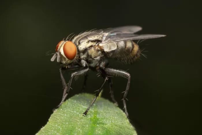 Lester, D Linda: Retrato de una mosca