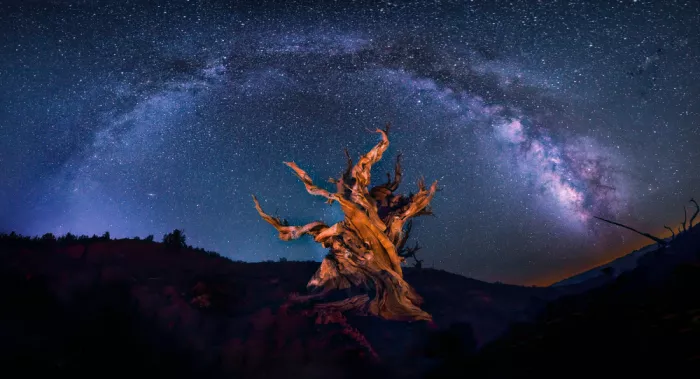 Zheng, Michael: Pin Bristlecone sous le ciel nocturne