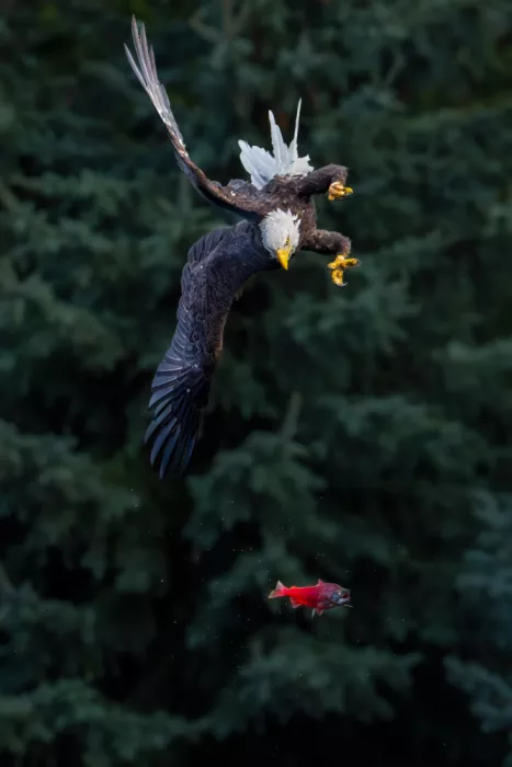 Wang, Victor: À la chasse au poisson - Un aigle chauve tente d