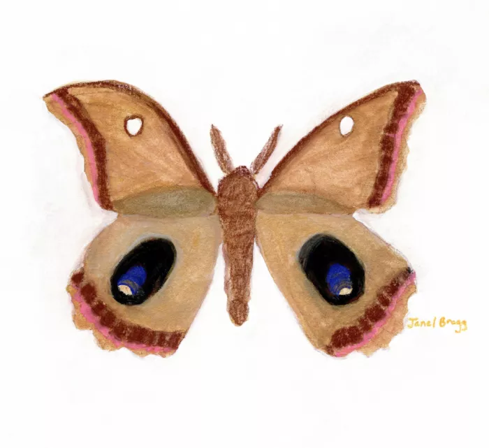 Bragg, Janel: Moth Endearment I
