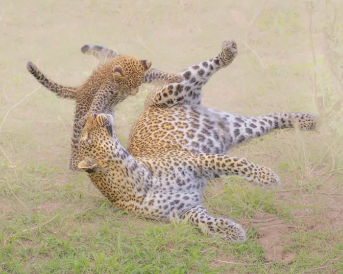 Jiao, Yang: Leopard a mládě v hravé akrobacii
