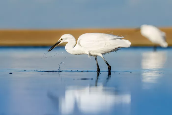 Simone, De Ciro: Egret