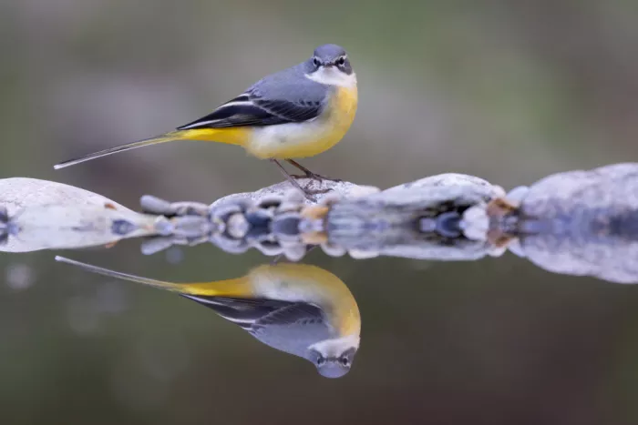 Bolla, Paolo: Grey Wagtail