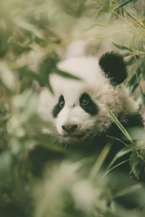 Treechild: Little Panda
