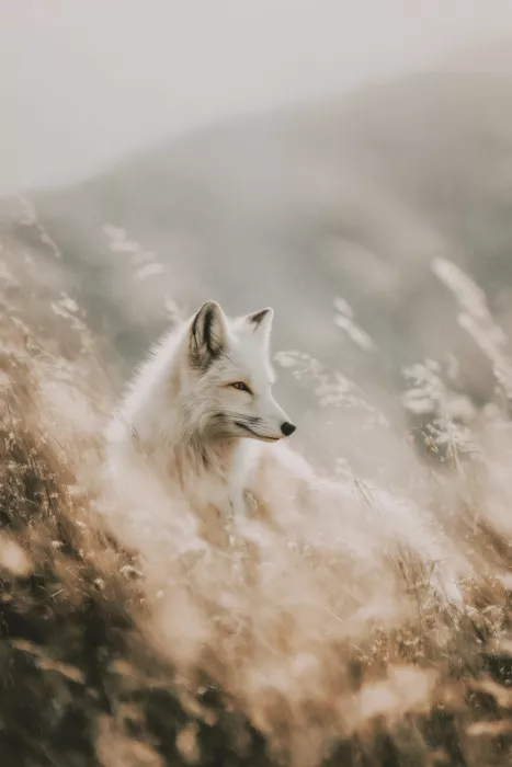Treechild: White fox no 02