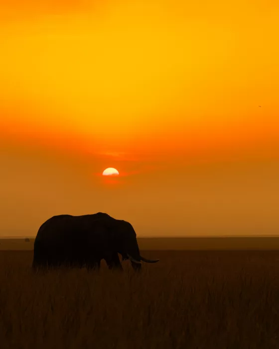 Bhatia, Yogesh: Coucher de soleil à Masai Mara