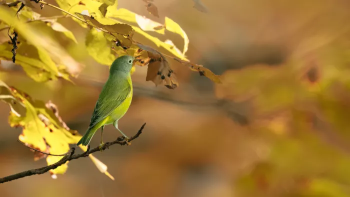 Zhang, Robert: Bagliore dorato – Parula di Nashville