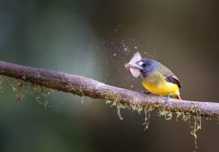 Yu, Tony: Prey in beak