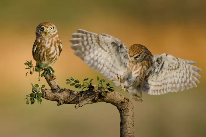 Manusevich, David: Danse des ailes et d