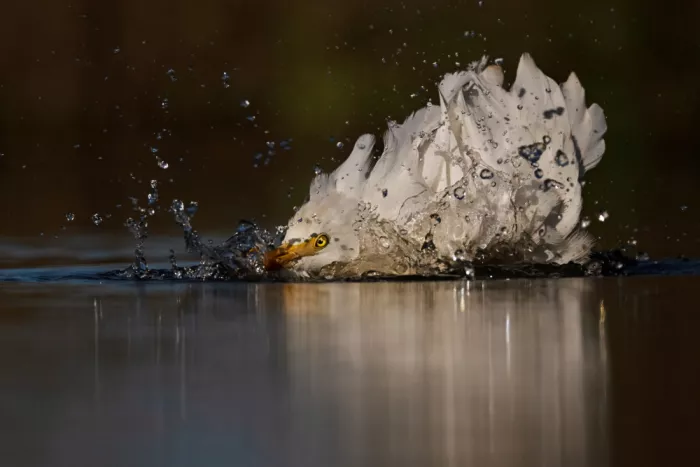 Pozzi, Marco: Splash