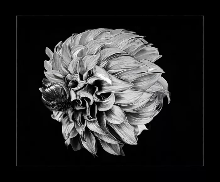 Fletcher, Barbara: Petals in Light and Shadow